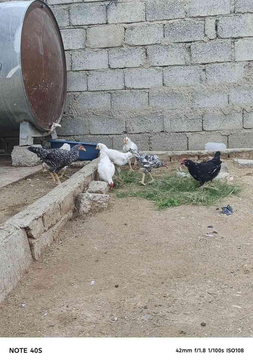 فراريج • عرب • للبيع