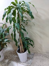 نباتات • زامبيا • دراسينا