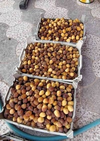 تمر برحي • درجة اولى • ديالى