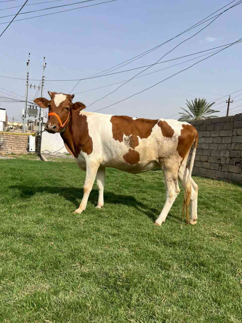 هولنديه • ٧ أشهر • صلاح الدين الشرقاط