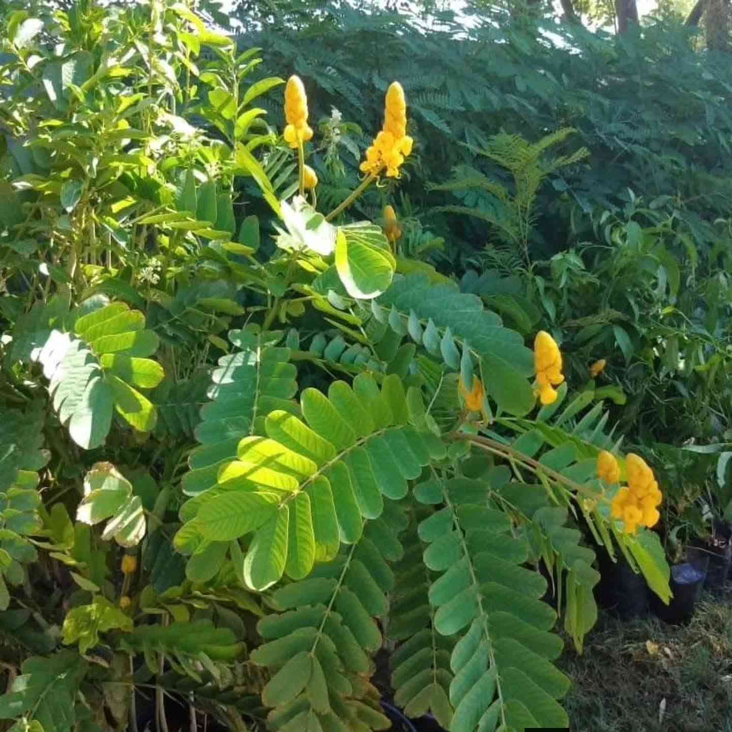 🌳 شجرة أكاسيا الشمعدان
من الأشجار الجميلة والمميزة للحدائق، تتميز بشكلها الأنيق وتاجها الجميل، وتتحمل أجواء العراق الحارة وتضيف لمسة فخمة وخضرة للمكان. 🌱✨ مشتل أوركيد الخضراء وفرنالكم 🌼🌼🌼 اكاسيا الشمعدان الافريقي 
وبأرتفاع اكثر من متر تقريبا  وبسعر ٧٠٠٠ الاف 
🌳🌳🌿
 هي شجيرة معمرة ومزهرة تُنتج أزهاراً صفراء منتصبة تشبه الشمعة، وتُزرع للزينة وخصائصها الطبية.
معلومات أساسية
الموطن الأصلي: المكسيك، وتنتشر زراعتها في المناطق الاستوائية والمنطقة العربية والعراق.
الشكل والمظهر: دائم الخضرة، ترتفع الشجيرة بين متر إلى 4-6 أمتار، وتتميز بازهرار أصفر مبهج يجذب النحل والفراشات.
الاستخدامات: تُستخدم للزينة في الحدائق والمنتزهات، ولها فوائد طبية بفضل خصائص أوراقها المضادة للفطريات. 
إرشادات العناية والزراعة
الإضاءة: تتحمل أشعة الشمس الكاملة والساطعة بشكل ممتاز.
الري: تحتاج إلى ري منتظم ومستمر مع الحفاظ على رطوبة التربة دون إغراق.
التربة: تُفضل التربة الخصبة وجيدة التصريف.
التسميد: يُفضل تسميدها مرتين سنوياً (في الربيع والصيف) بسماد متوازن غني بالفسفور.
التكاثر: تتكاثر بسهولة عبر البذور (بعد خدشها قليلاً) أو باستخدام العُقل.
✨للحجز والاستفسار يرجى مراسله الصفحه او واتساب ***********
🏡العنوان /بابل المحاويل 
يتوفر لدينا خدمه توصيل لجميع محافظات العراق 🚛
