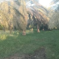 طابو زراعي سند ٢٥ • المدائن سلمان باك • واجهة ٤٧م