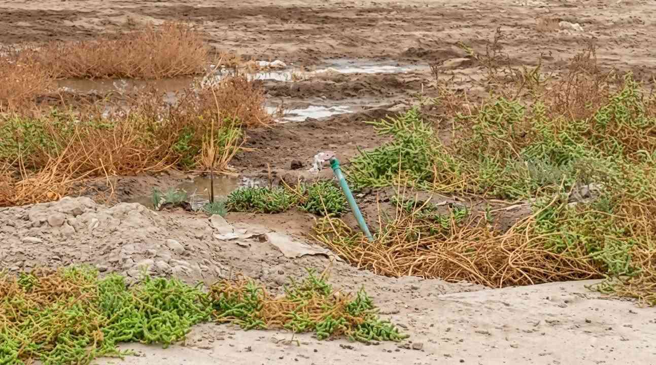 الكوفه • ٥٠٠م • طابو زراعي
