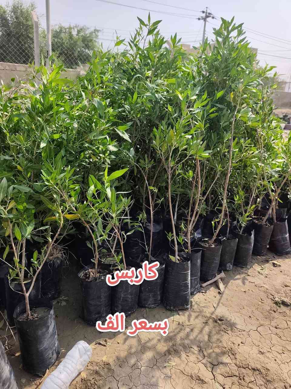 مشتل نوروز • نباتات • ياس عراقي
