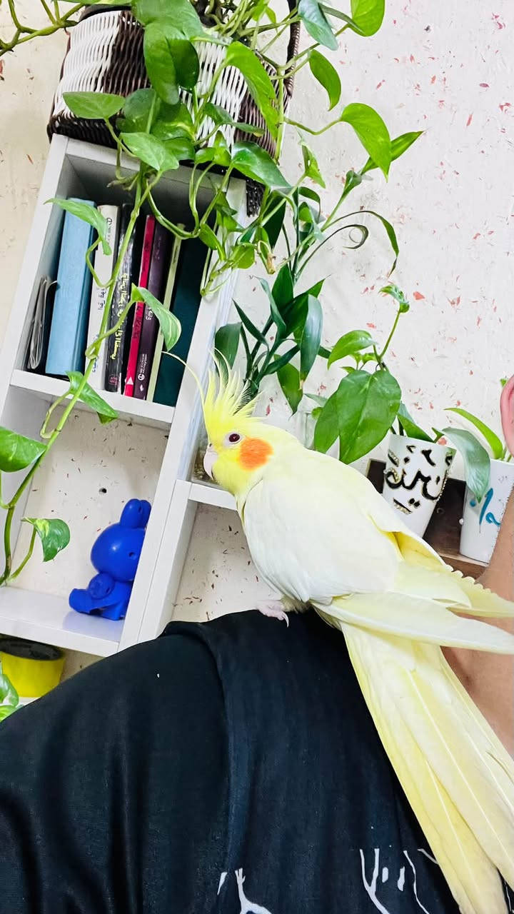 كوكتيل • تاكل من الايد • الرمادي شكريه