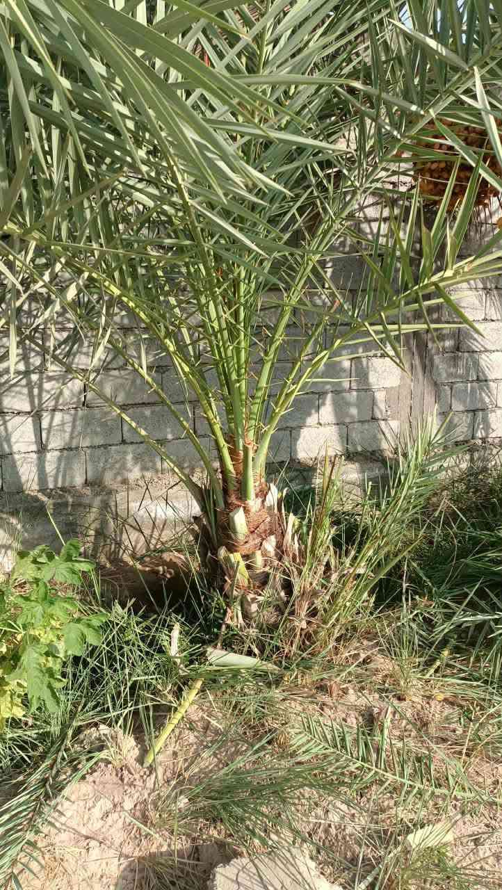 امايات نخل مكتوم العدد ٢ شلع الوحده هيه والفسيل الي وياها سعر الواحده ١٢٥وبيها مجال مكاني شيخ حمد
امايات نخل مكتوم العدد ٢ شلع الوحده هيه والفسيل الي وياها سعر الواحده ١٢٥وبيها مجال مكاني شيخ حمد 
الاستفسار *********** بي واتساب مفتوح
