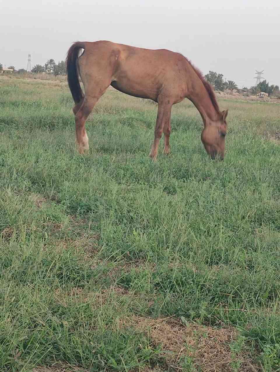 خرس هوازيه • ٣ سنين • طول ١٥٢