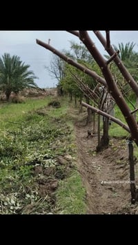 تنضيف حدائق • تقليم اشجار • تنضيف بيوت