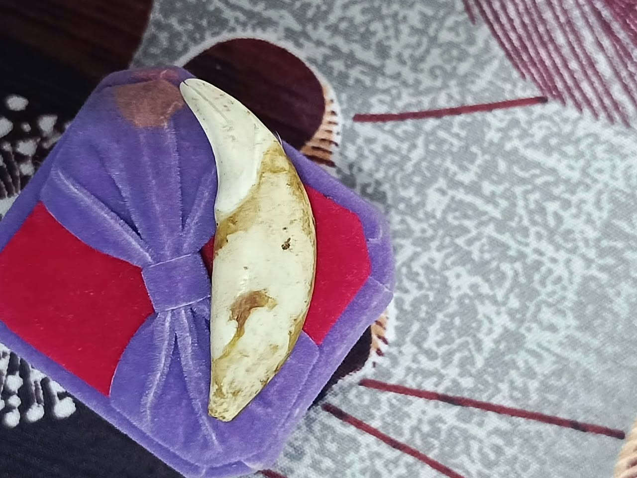 ناب ذيب • أصلي • استفسار خاص