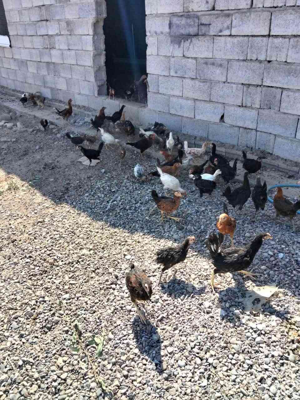 بالتعليق
