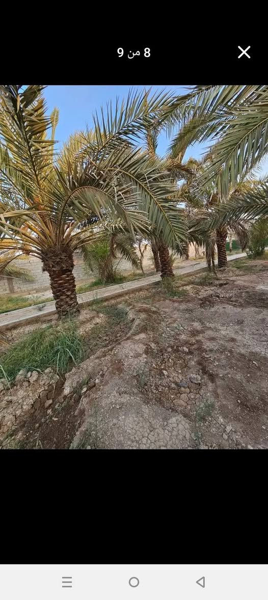 🌴 بستان للبيع في أبي الخصيب – محيلة 🌴
المساحة: 1070متر 

 الطابو: صرف، سهم وتحويل مباشر باسم المشتري

 يحتوي على عدد من النخيل والأشجار

 محكم بسياج من جميع الجهات

 يطل على نهر جاري مباشرة

 جميع الخدمات متوفرة

 العنوان: البصرة – أبي الخصيب – محيلة، قرب سوق محيلة ***********

نص مكتوب في الصور:
- 9 من 9
- 8 من 9
- 7 من 9
- 6 من 9
- 11:20 ص حفظ مشاركة View post إرسال عرض