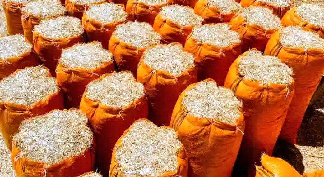 تبن سامراء درجة ولة راس كوم الحجم الكونية 60وسعارنة مناسبة سعر الزوج ب 2500 وترس درجة ولة خابر ودلل علينة ***********
