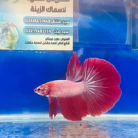 فايتر هالف مون • تايلندي • ٧ سم