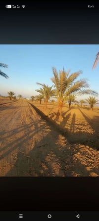 بابو غريب سميلات • ١ دونم • طابو زراعي