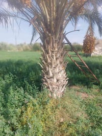 السجر • بلاش • ٥نخلات