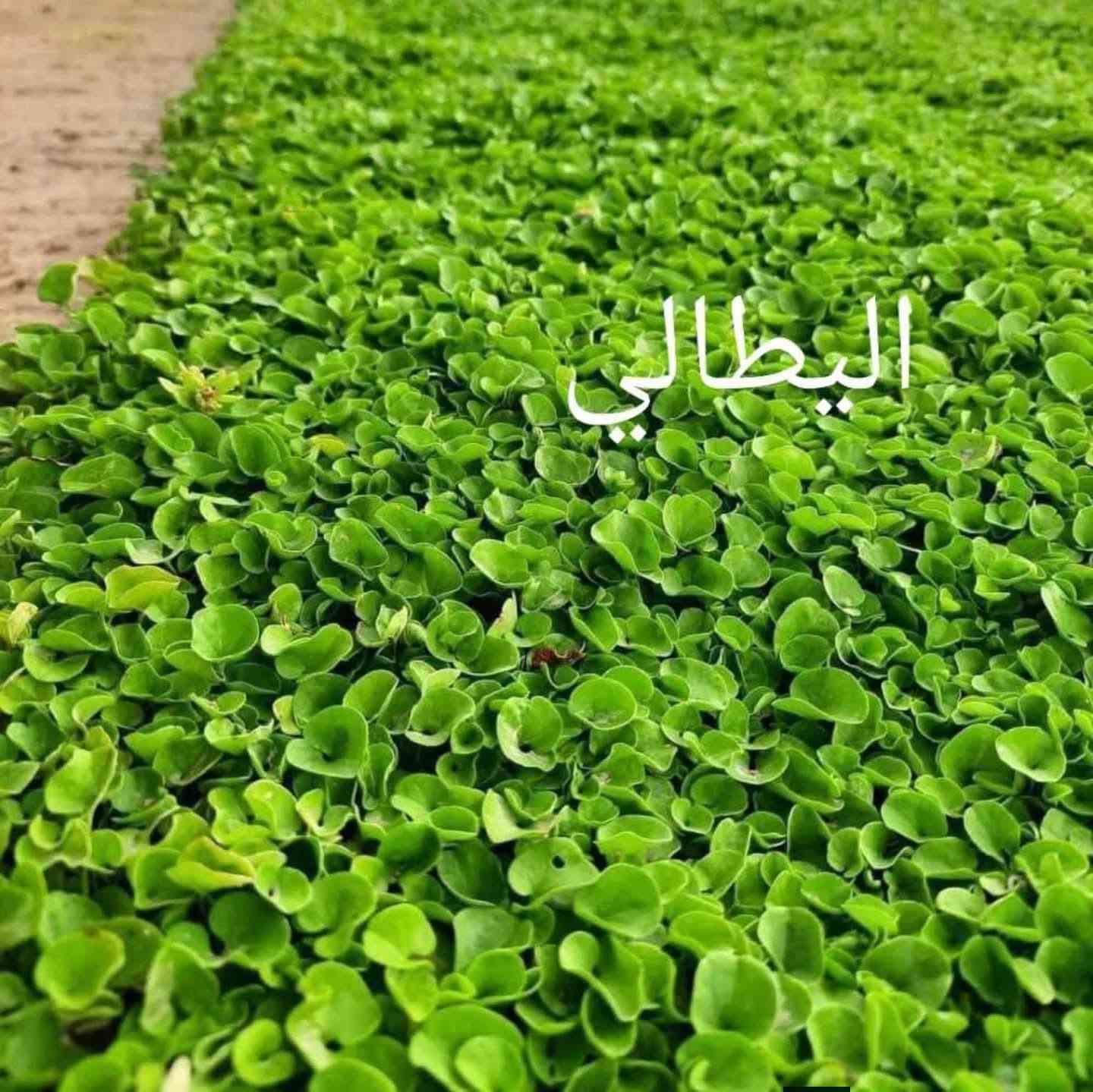 زبائننا  الكرام🌷🌷🌷
يوجد لدينا كافة انواع الثيل وبنوعية ممتازة ودرجه اولى
ثيل هندي 
الهندي دائم الخضره ✅
ذو لون جذاب ومنظر  خلاب ✅
وبأسعار تنافسية 

 

وكذلك لدينا كادر مختص في زراعة  الثيل بطريقة صحيحة وناجحه التواصل معا الصفحة الرئسية او التصال على الرقم ***********
مستعدين لتجهيز الحدائق العامة والمنتزهات والملاعب
