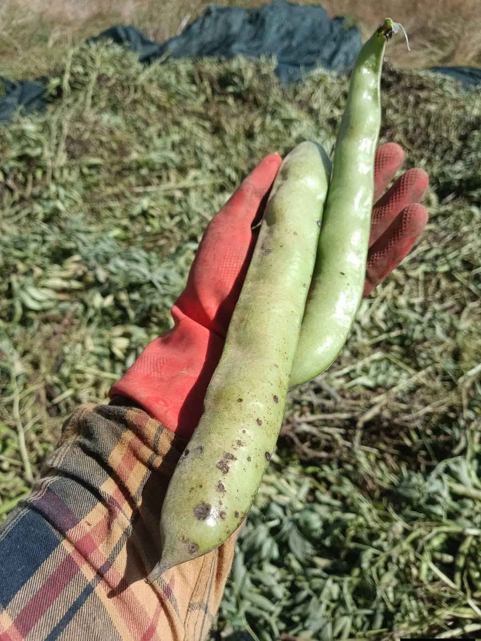 سلام علیک 
٣٠٠ کیلۆ تۆی ئەم پاقلەمان هەیە 
کیلۆی بە (٣)هەزار ناونیشان هەڵەبەجەی تازە 
ژمارەی موبایل ***********
