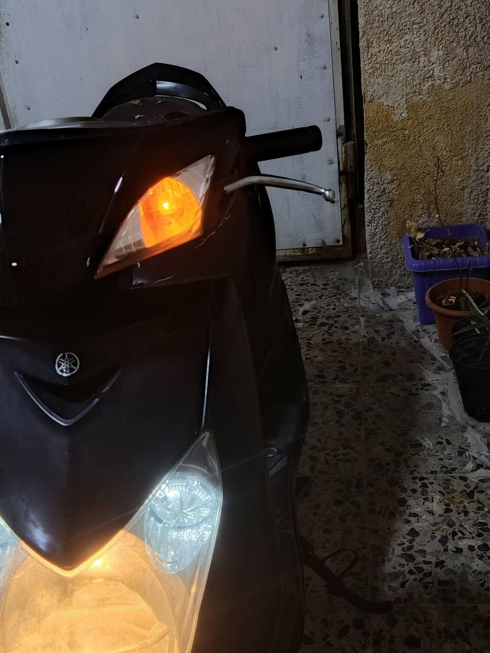 سكنس فحل • كابرتير • اوراق كامله
