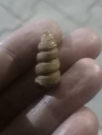 لوي نباعي ٥ لويات سعره ٤٥٠ الف