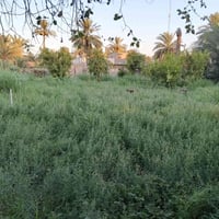 دار مع قطعة أرض للبيع  وقف سني سكني  المساحه 1500متر المدائن المشرؤع م...