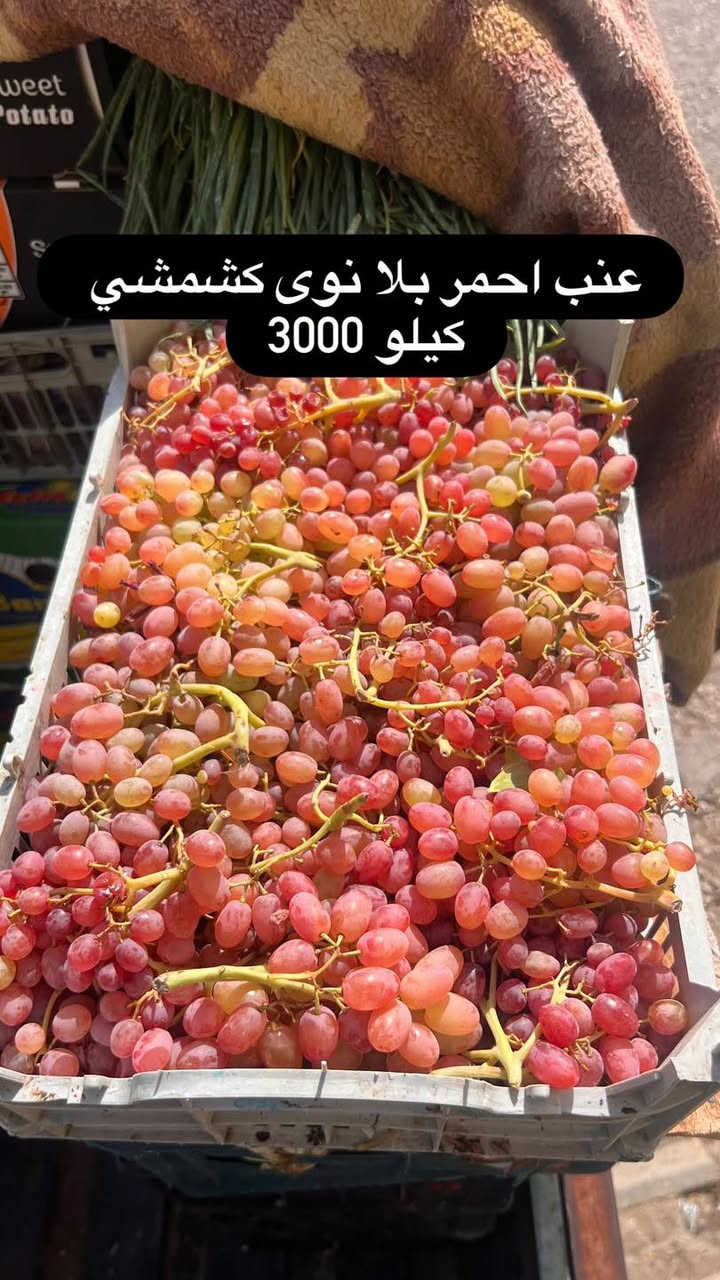 مسواك • تمور سماوه • توصيل