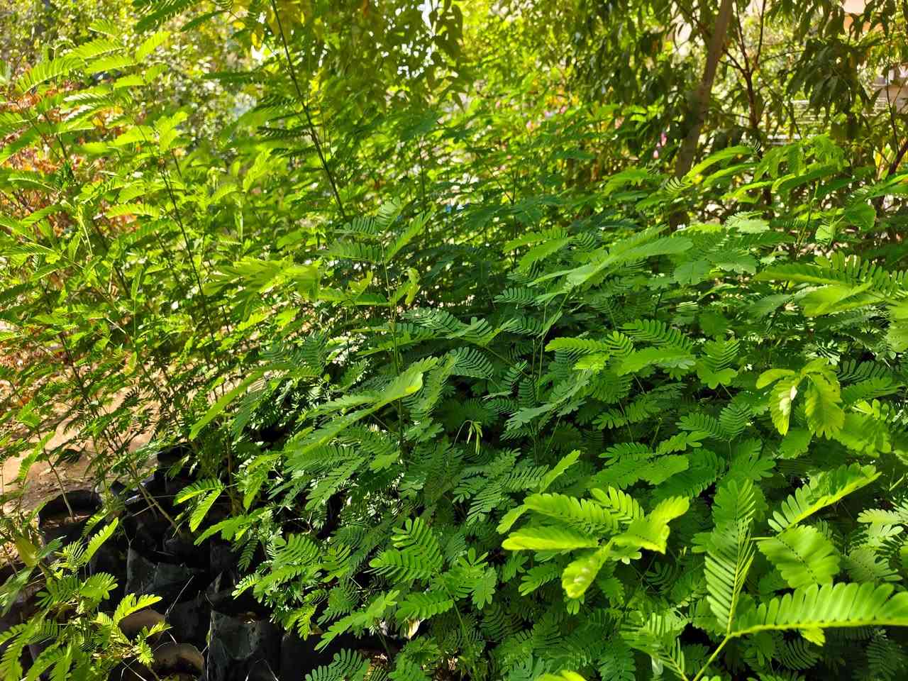 🌱 شتلات الألبيزيا لبخ متوفرة الآن 🌳

لأصحاب حملات التشجير والحدائق والمزارع وكل محبي الزراعة 🌿

نوفر لكم شتلات الألبيزيا (لبخ) بجودة جيدة وبأسعار مناسبة، وبأحجام تبدأ من:

📏 75 سم إلى أكثر من متر
💰 السعر: 1,500 دينار فقط للشتلة

🌳 مناسبة للتشجير، الحدائق، المزارع والمساحات الخضراء.

📍 العنوان: تكريت – شارع الباشا
🚚 يتوفر توصيل داخل تكريت فقط

📞 للطلب والاستفسار:
***********
📲 الاتصال متوفر واتساب

🌱 ازرع اليوم… واجعل المكان أجمل غدًا 🌱
