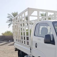 كيا • ارتفاع ١٫٥م • ديالى بلدروز