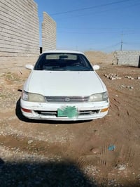 فرخ بطة • للبيع