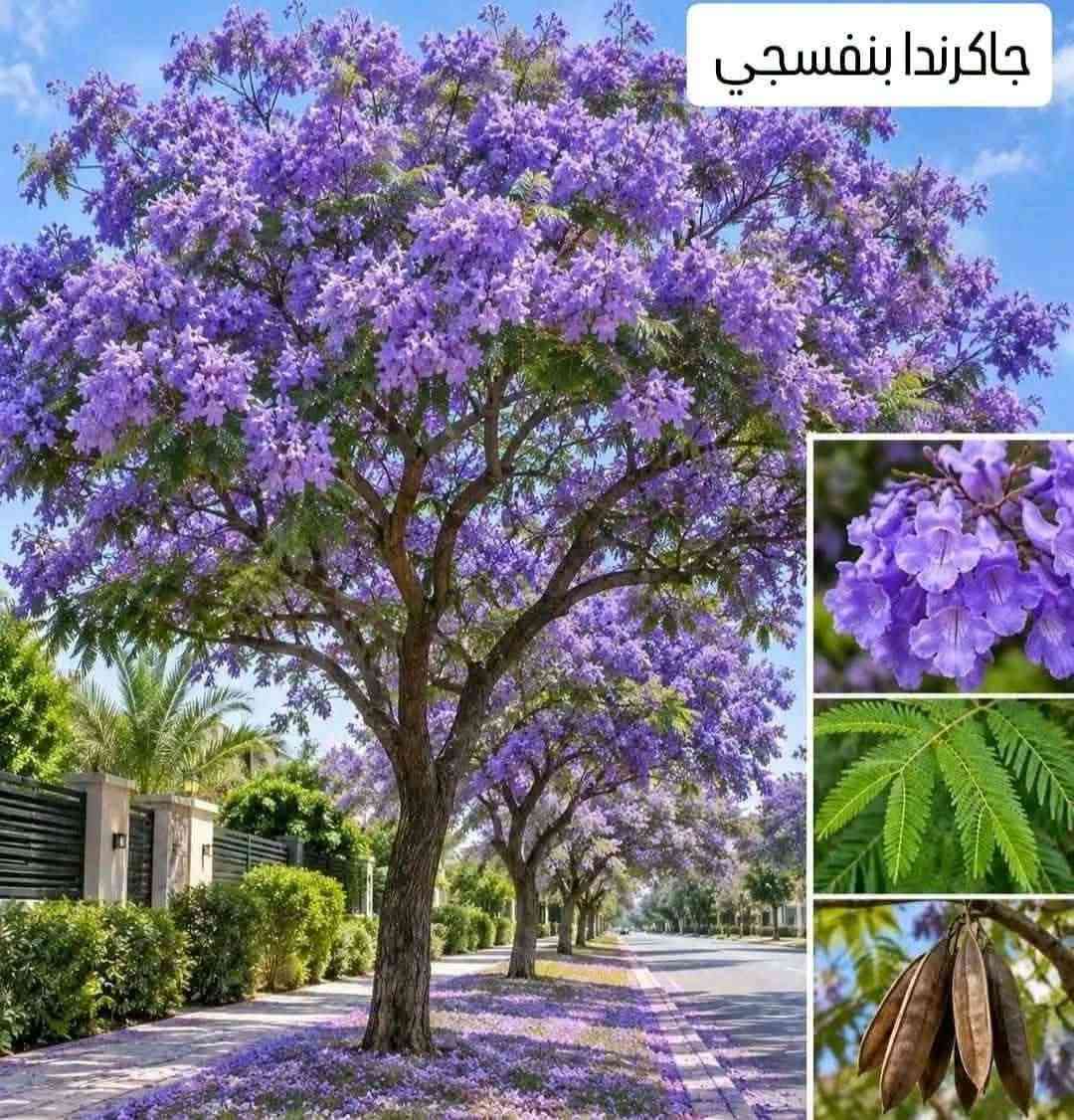 مشتل الآخوين • جاكرندا بنفسجي • جاتروفا