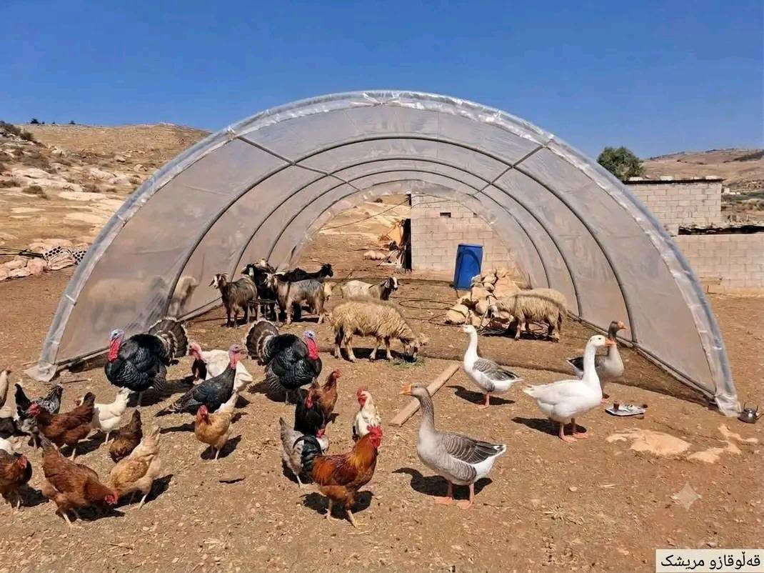 بيت بلاستيكي • ٦×٤م • ارتفاع ٢٢٠سم
