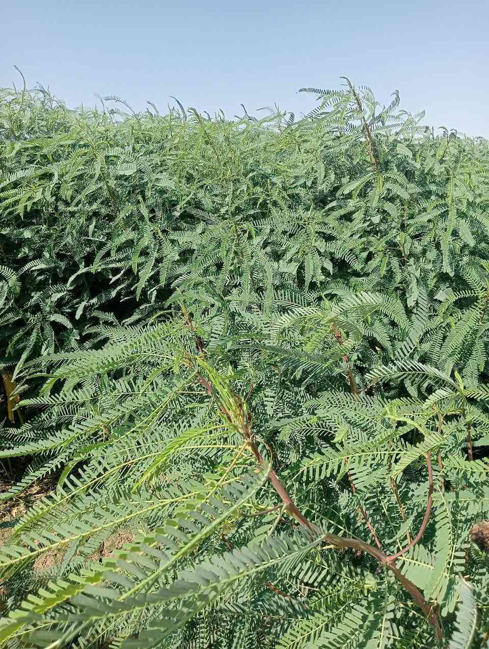 للبيع سيسبان المساحة 25دونم الاتصال***********
