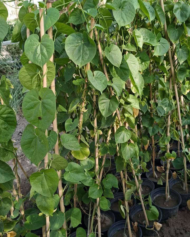 🌱 لكل محبٍّ للجمال والخُضرة، أهلاً بكم في عالمٍ تزداد فيه الحياة جمالاً بكل ورقةٍ خضراء 🌿✨
✨ متسلق القنقينة (اللبلاب) ✨
نبات متسلق جميل وسريع النمو، مناسب لتزيين الجدران والأسوار والحدائق ويضيف للمكان منظر أخضر طبيعي ومميز 💚
☀️ تحمل الحرارة: يتحمل أجواء الصيف وحرارة الشمس، ومع الري المنتظم يستمر بالنمو بشكل جيد.
🌱 التربة: يفضل التربة الخصبة وجيدة التصريف، مع المحافظة على رطوبتها خصوصاً خلال أيام الحر.
🍃 يتميز بأوراقه الخضراء ونموه المتسلق، ويمكن توجيه فروعه على الأسوار أو الدعامات حتى يغطي المكان بشكل جميل.
📏 الارتفاع: أكثر من متر
💰 السعر: 7,000 دينار فقط
🌿 للمهتمين بالزراعة وتجميل الحدائق، متوفر الآن وبسعر مناسب.
للحجز والاستفسار يرجى مراسله الصفحه او واتساب ***********
 العنوان بابل/ المحاويل 
يتوفر لدينا خدمه توصيل لجميع محافظات العراق 🚛
🌱 لكل محبٍّ للجمال والخُضرة، أهلاً بكم في عالمٍ تزداد فيه الحياة جمالاً بكل ورقةٍ خضراء 🌿✨

نص مكتوب في الصور:
- alyas