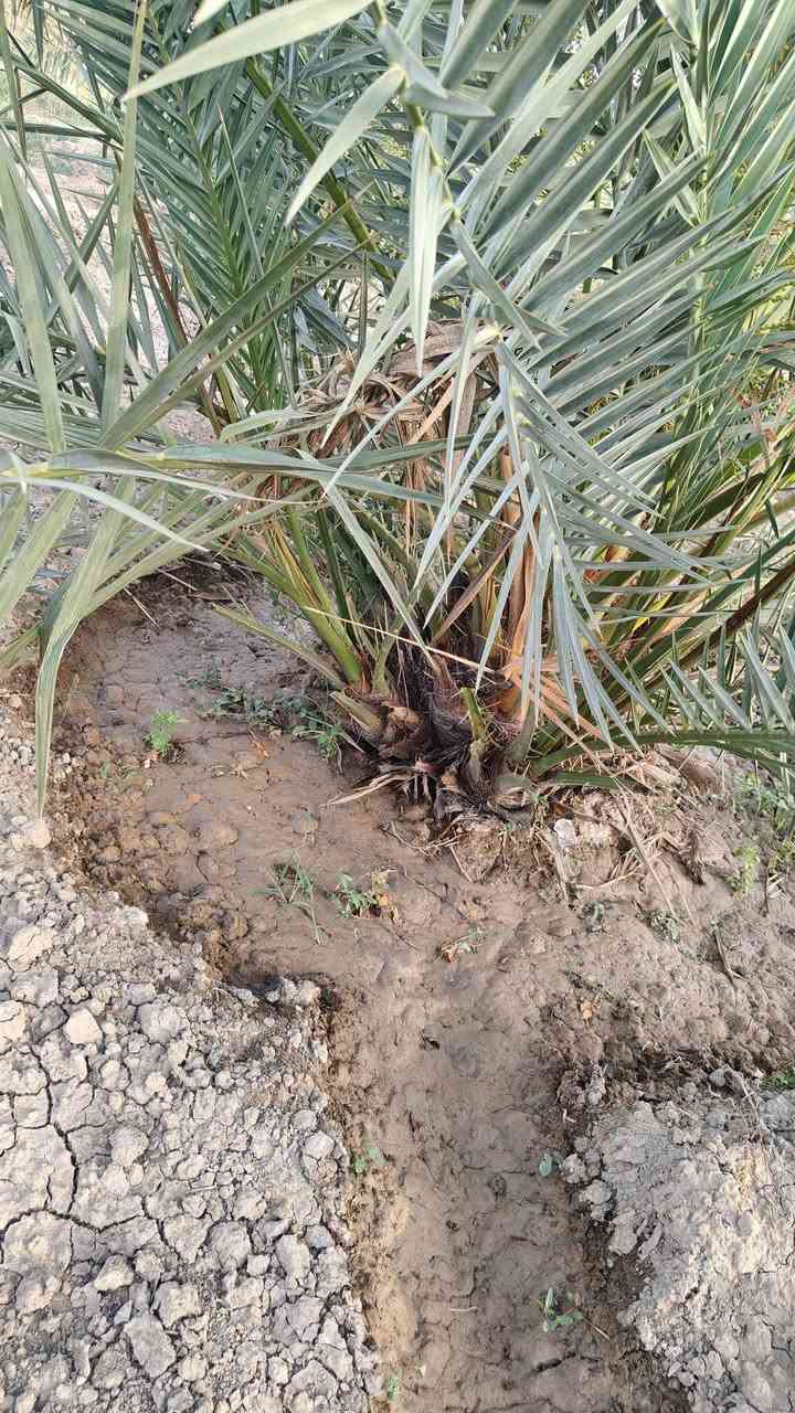سلام عليكم يتوفر نخيل برحي نسيجي للبيع المكان البصره الهارته دور معمل الورق للاستفسار على الرقم ***********
