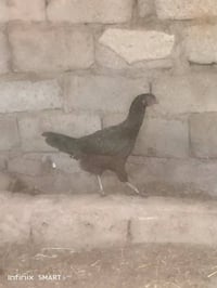 ٣ ديوجه • ٣ بياضات