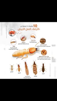 مكافحة حشرات • نمل ابيض • صلاح الدين