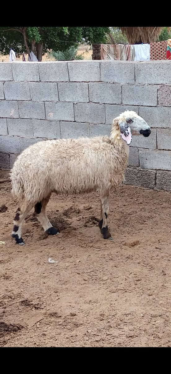 بسم الله ما شاء الله متاح حلال للبيع العدد 3حلال درجه اولى وراجين على اربع سنون وين جنايه للدوره اصايل حلال خير من الله مكانه بغداد المشاهده غرب التاجي السعر خاص توصيل ما عندي. *********** //
