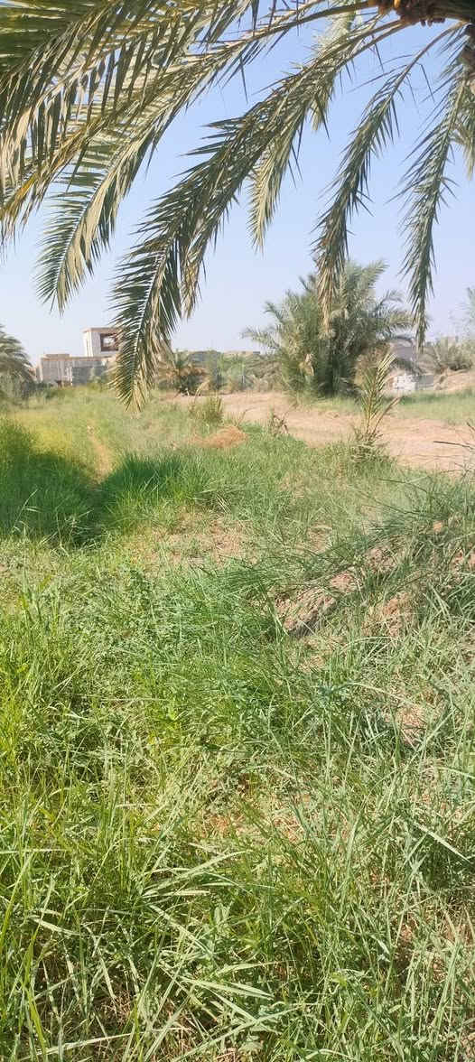 دونم للبيع الواجهه 43/يوجد في نخيل حمال شكري وحلاوي ويوجد كافه الخدمات ماء سقي وماء أسأله وكهرباء وشارع تبليط سند 25مع بيت مساحه البيت 500متر ملاحضه الدونم ينباع كامل أو نص حسب الشراي العنوان الديوانيه حي الأمين نزلت مجمع الأمير السكني للاستفسار اكثر أتصل ***********
