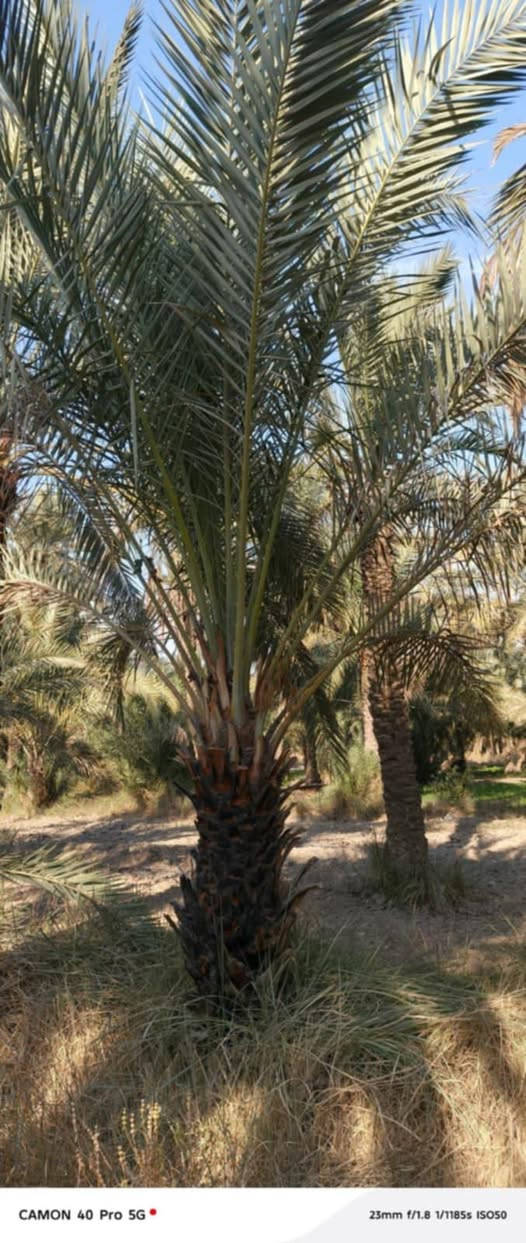 بستان للبيع
المساحة دونم 
يحتوي على أكثر من نوع من النخيل

كامل الخدمات
ماء اسالة و ماء سقي
كهرباء
شارع عريض

السديناوية / قرب مدرسة سيد محسن الغرابي

للاستفسار *********** يتوفر واتساب
https://chat.whatsapp.com/DAUdXFm5YqX38v3lRTvPuk

نص مكتوب في الصور:
- CAMON 40 Pro 5G 23mm f/1.8 1/2275s ISO51
- CAMON 40 Pro 5G 23mm f/1.8 1/1053s ISO50
- CAMON 40 Pro 5G 23mm f/1.8 1/1370s ISO50
- CAMON 40 Pro 5G 23mm f/1.8 1/1422s ISO50
- CAMON 40 Pro 5G 23mm f/1.8 1/1185s ISO50