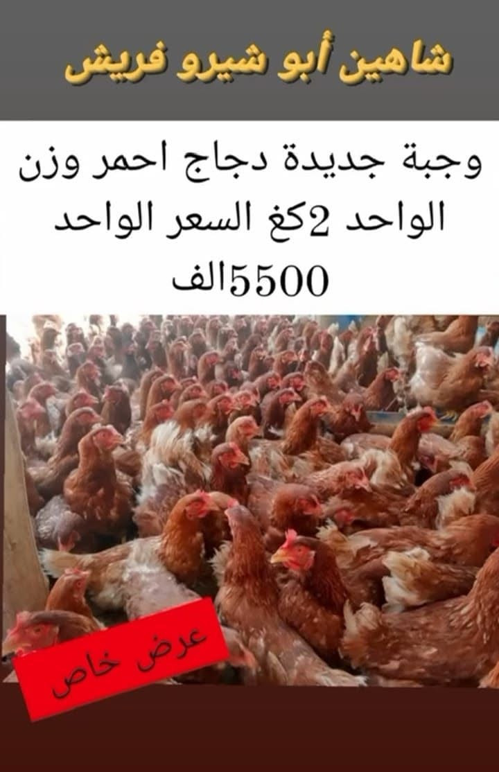 دجاج احمر • ٢كغ • توصيل مجاني