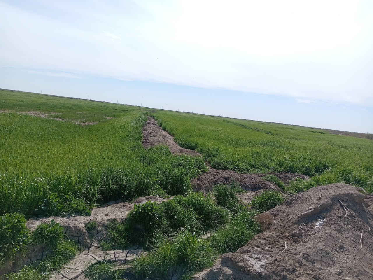 ارض زراعية للبيع ٨٠ دونم صالحه للبحيرات والزرع  متوفر فيها ماء وكهرباء مع بيت  العنوان ميسان البتيرا للإستفسار اتصل على الرقم ***********

