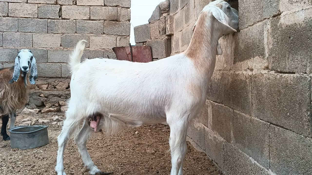 زوج معزة • امهات • خط أول