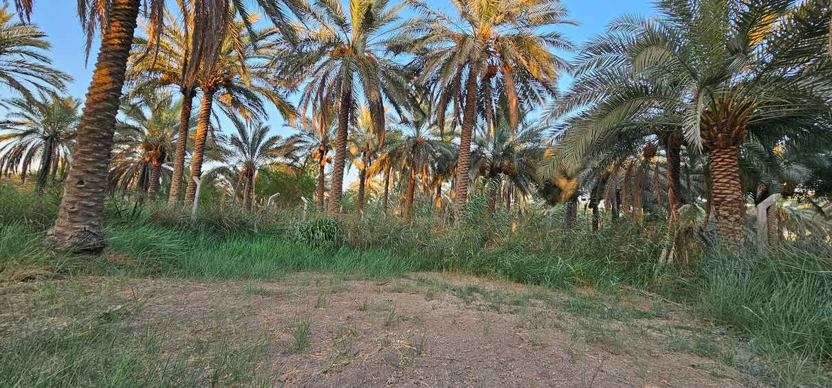 💥 المصداقية سر نجاحنا 💥 الملاك للعقارات كربلاء 

💢 دونم واحد الواجهة 17 متر والباقي نزال يحتوي على أكثر من 60 نخله واشجار قليلة محدد ومسيج من جميع الجهات الواجهة على شارع عام يبعد عن شارع الرابط 50 متر تقريبا اي في المستقبل قد يكون تجاري حسب التوسعة. 
ويبعد عن سيطرة الإبراهيمية 600 متر تقريبا وعن الامامين عليهم السلام 9 كيلو .
يصلح للسكن أو منتجع ترفيهي أو أي شي استثماري وجميع الخدمات متوفرة وبأسم شخص واحد 

💢 جنس الأرض طابو زراعي سند 25 تحويل أسهم بأسم المشتري 

💢 العنوان// كربلاء _ الزبيلية _ شارع الرابط _ لرب سيطرة الإبراهيمية 
💢 السعر = علق ب ( يا فاطمة الزهراء عليها السلام ) يوصلك خاص 
 

🔴عندك عقار للبيع و محتار  يم الملاك لا تحتار سهله ما عليك سوى التواصل معنا : 

☎️ ***********          ☎️ ***********
                  محمد أبو ملاك الحسناوي 

زوروا موقعنا : مكتب أملاك الخير _ شارع الرابط _ مقابيل المعمل المقرنص
