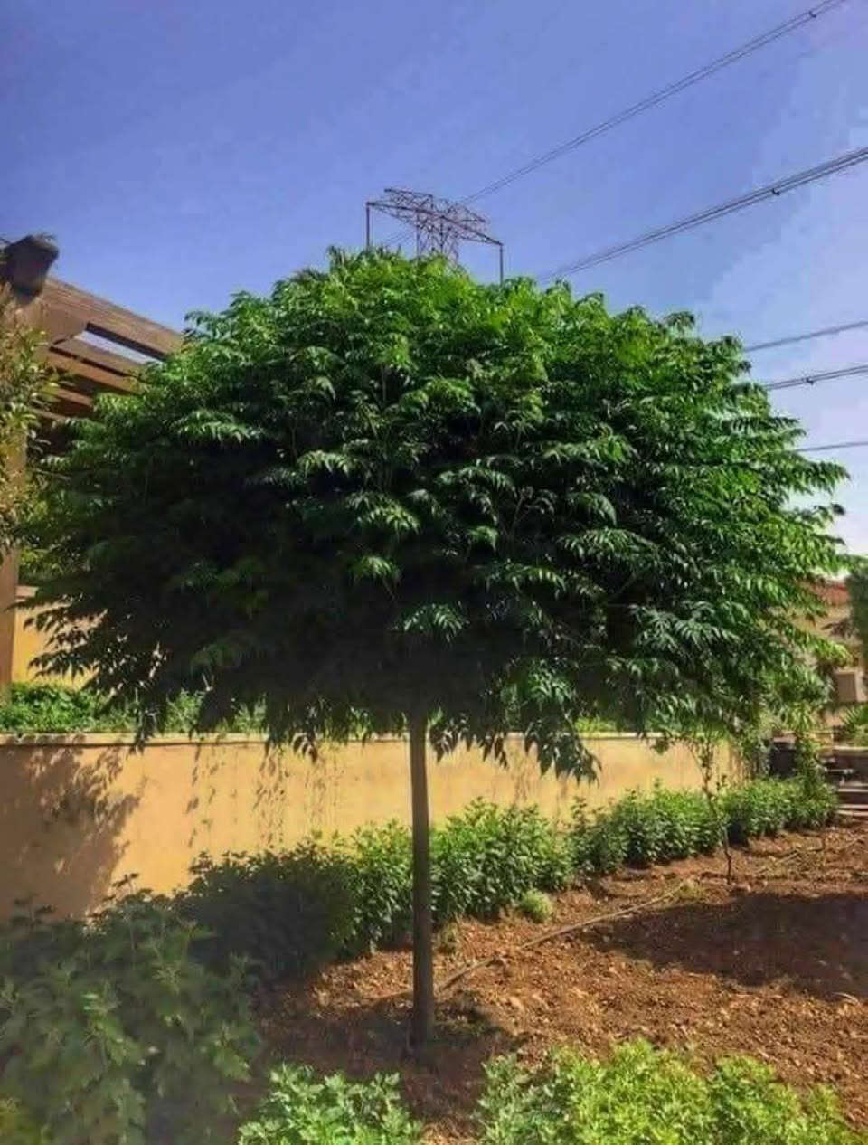 أشجار خارجيه ب انسب لاسعار عروض بلاش 🌳😍🥹
شجره أكاسيا مصري 🌳🥹🌼

جاكندار البنفسجي 🌸
شجره السبحبح 

شجره البيزا 

شجره جهنميً 

ومتسلقي الجهنمي 

كل هاي تلكوهً يم مشتل الدجيل🧑‍🌾😍
لاستفسار ***********

توجد خدمه توصيل 🚚

