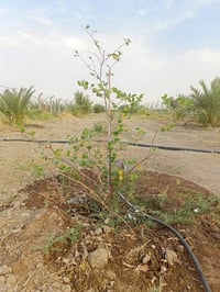 بستان • ١٨٠٠م • ٢٠ نخلة