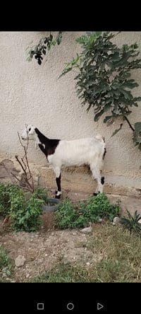 بغداد التاجي • عشرة • ٣ أشهر