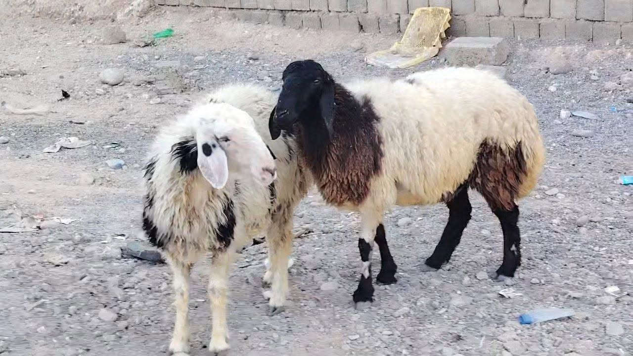 سلام عليكم يوجد وراجين العدد 2 محنيات للبيع مكاني صلاح الدين بيجي قرية المزرعة للاستفسار للاتصال على الرقم *********** يوجد خدمه توصيل حسب الاتفاق
