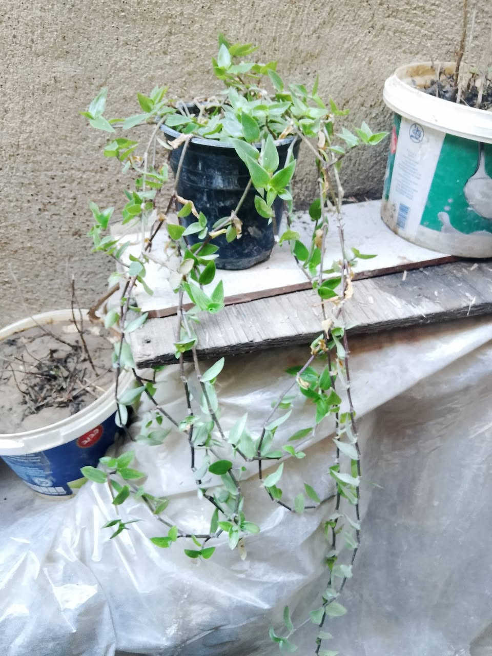 متاح نباتات حجم صغير ب 3 واكو حجم كبير ب 5 و7
