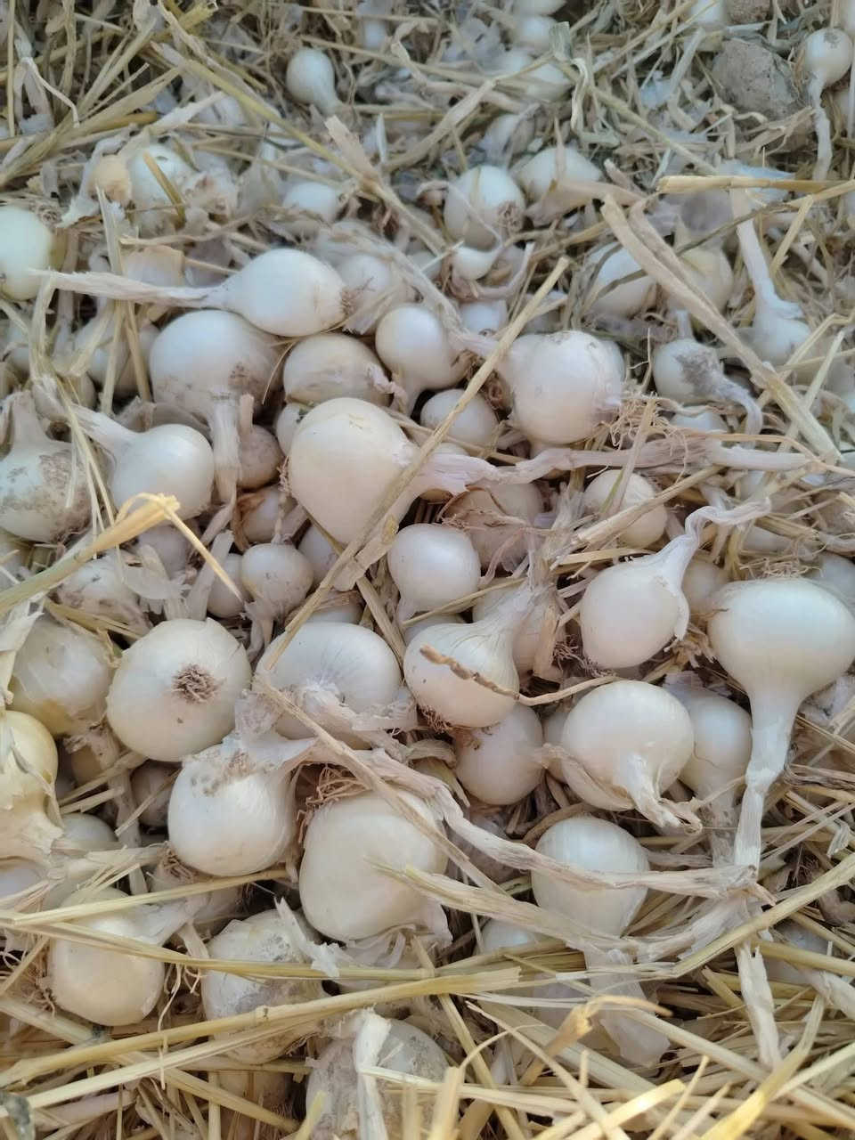 اخر حوية الي ريد يتصل انسب السعارللبيع بصل فسقة حار درجة اولة متعهد المان زيد بن علي محافضت بابل قضاء الكفل للستفسار على الرقم ***********او ***********
