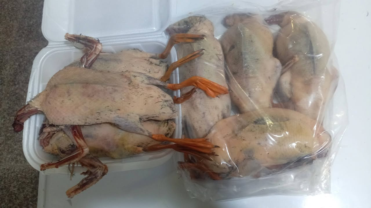 طيور حرة • حذاف • بربش