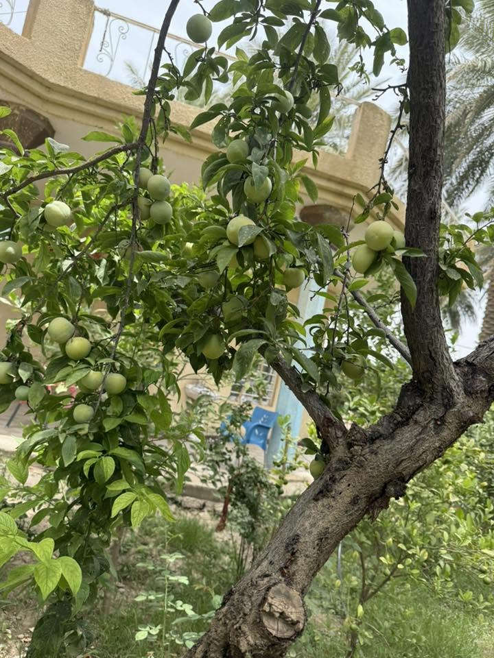 ‏ للبيع أكثر المعلومات الاتصال على الرقم ‭***********‬
